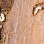 I tarli del legno come riconoscerli ed eliminarli