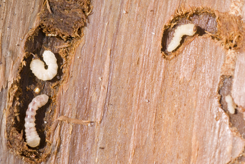 I tarli del legno come riconoscerli ed eliminarli
