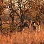 Safari in Africa con i bambini: un’esperienza indimenticabile per tutta la famiglia