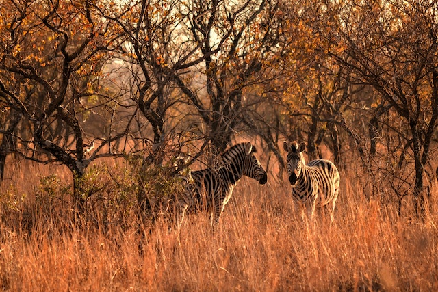 Safari in Africa con i bambini: un’esperienza indimenticabile per tutta la famiglia